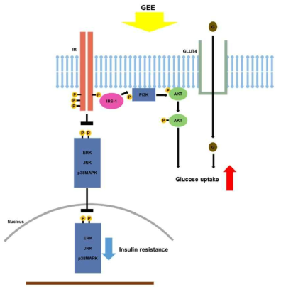 제 2형 당뇨병 모델인 db/db 마우스에 Gelidium elegans 추출물 투여 시 MAPK 및 PI3K/Akt signaling pathway의 조절을 통한 당뇨 증상 개선의 메커니즘 적 제안