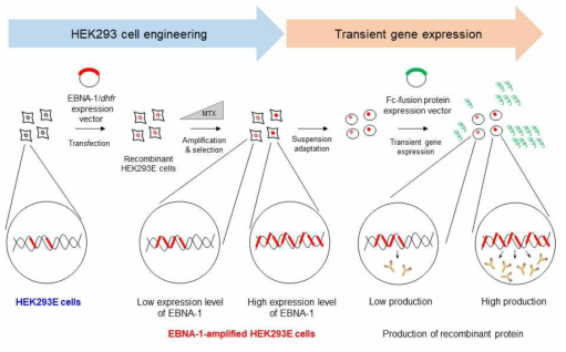 EBNA-1 증폭 HEK293세포주 개발 모식도