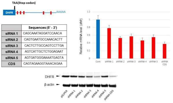 HEK293F 세포에서 DHFR 발현 저해를 위한 endogeneous dhfr의 3’-UTR 부분 타깃 shRNA 발굴