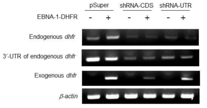 발굴된 endogeneous dhfr의 3’-UTR 부분 타깃 shRNA의 HEK293F 세포에서 DHFR 발현 저해 효과 검증
