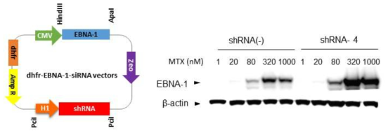 DHFR 발현 저해 HEK293F 세포에서 EBNA-1의 증폭 및 항체 생산성