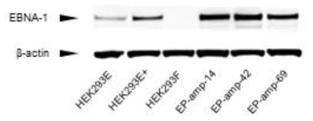 EBNA-1 증폭 발현 HEK293F 세포주 선별