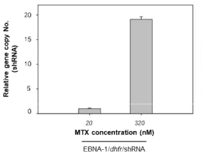 EBNA-1 증폭발현 HEK293 세포주에서 shRNA 발현량 측정