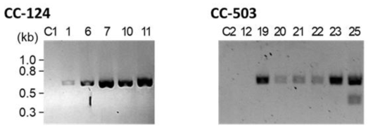 PCR을 통한 유전자 삽입 확인 결과 (C1 및 C2는 각각의 negative control)