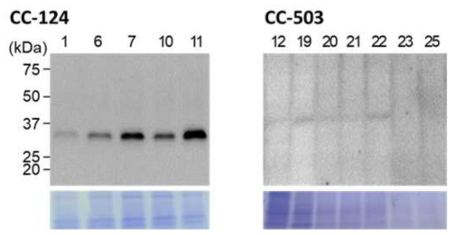 PETase 유전자가 형질전환된 C. reinhardtii 형질전환체의 Western blot 결과