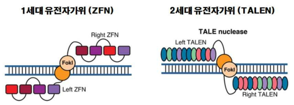 1세대 유전자가위 ZFN과 2세대 유전자가위 TALEN