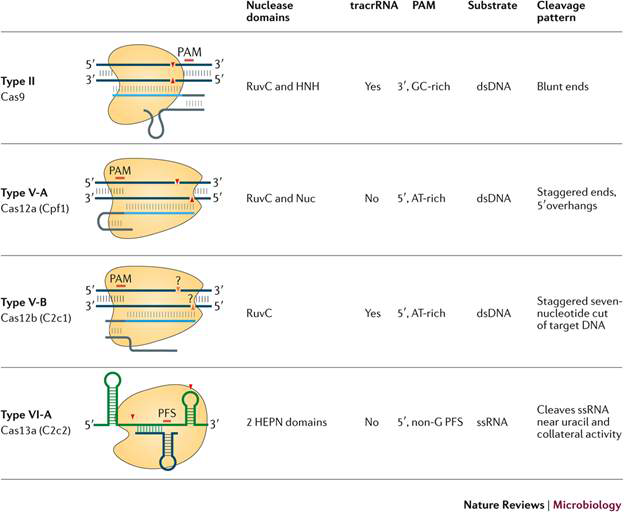 CRISPR class 2 시스템 분류
