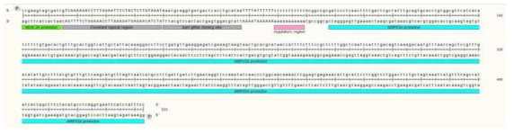 sgRNA scaffold와 AarⅠ클로닝 사이트를 포함하는 합성 염기서열 정보