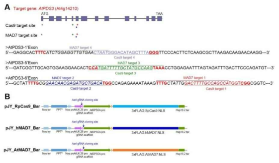 Cas9과 MAD7의 AtPDS3 target sgRNA 정보 (A) 및 pJY-RpCas9-Bar, pJY-hMAD7-Bar와 pJY-AtMAD7-Bar 벡터의 AarⅠ 클로닝 사이트 (B)