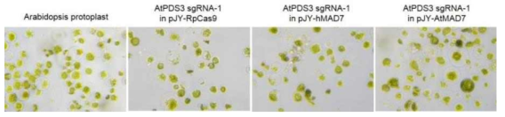 AtPDS3 target sgRNA와 Cas9 혹은 MAD7이 형질주입된 원형질체 (2일 배양후)