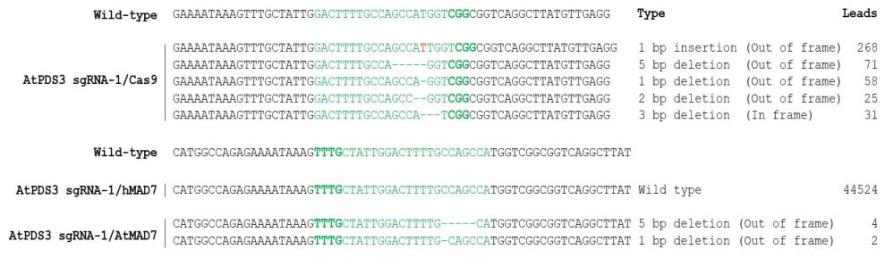 Cas9, hMAD7 혹은 AtMAD7에 의한 AtPDS3 sgRNA-1의 indel 돌연변이 양상