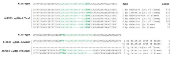 Cas9, hMAD7 혹은 AtMAD7에 의한 AtPDS3 sgRNA-2의 indel 돌연변이 양상