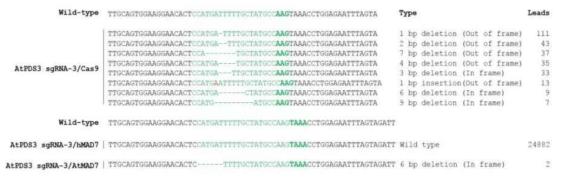 Cas9, hMAD7 혹은 AtMAD7에 의한 AtPDS3 sgRNA-3의 indel 돌연변이 양상