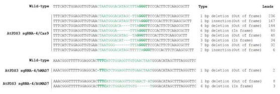 Cas9, hMAD7 혹은 AtMAD7에 의한 AtPDS3 sgRNA-4 의 indel 돌연변이 양상