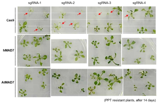 Basta 제초제 저항성 AtPDS3 유전자 교정 형질전환 식물체들 표현형