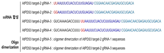 AtPDS3 타겟 sgRNA 합성 서열 정보