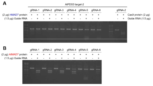 In vitro cleavage assay