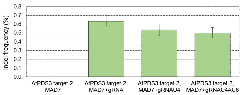 애기장대 원형질체에서 U-rich sgRNA에 의한 MAD7 유전자 교정 효율 결과