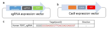 CRISPER/CAS9 기반 유전자 교정을 위한 Guide RNA 제작