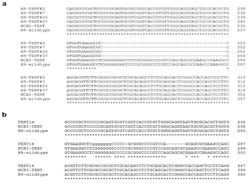 TERT-/- 배아줄기세포주의 gDNA sequencing을 통한 indel확인