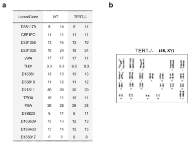 TERT-/- 배아줄기세포주의 STR분석 및 핵혁분석