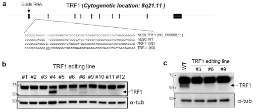 TRF1-/-세포주 제작 및 분리된 세포주에서의 TRF1발현확인