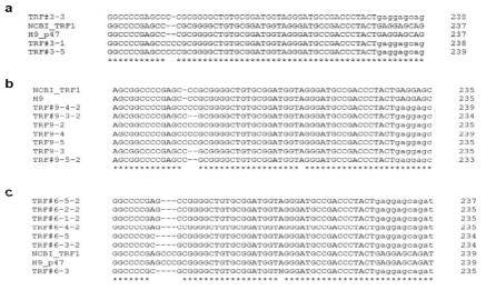 TRF1-/- 배아줄기세포주의 gDNA sequencing을 통한 indel확인