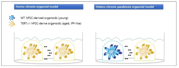 본연구에서 제시한 오가노이드 기반 파라바이오시스 연구 모델