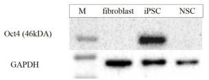 Western blot of Oct4 of the iPSC. Same line of iPSC showed a strong expression of 46 kDa band of Oct4. GAPDH was used as internal standard