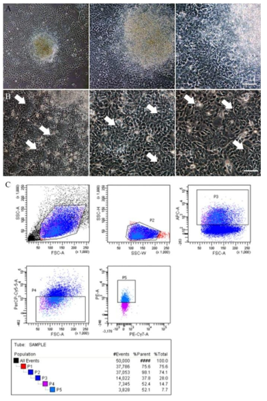 NSC induction by using SMAD/BMP chemical inhibition. iPSCs were differentiated into NSC by inhibiting the activity of SMAD and BMP signaling by using chemical Dorsomorphin and SB431542 for 12 days. (A) The morphology of iPSC colonies after 7 days of the dual DM and SB induction in 5x, 10x, and 20x, left to right, respectively. Scale bar indicates 175, 75, and 37.5 μM, respectively (B) The appearance of neural rossetes during iPSC differentiation (left panel 10x magnification, middle and right 20x magnification) (C) FACS gating strategy of cells after 12 days NSC induction using dual chemical inhibition by using surface marker CD184, CD44, CD271, CD24, and CD15. NSCs were sorted based on the criteria of CD184+, CD 44-, CD271-, and CD24+. Gating strategy used as follows: P1 was live cells gating, P2 was doublet discrimination, P3 was CD184-APC population, P4 is CD271-PerCP-Cy5.5 and CD44-PerCP-Cy5.5 double negative population, and P5 is CD24-PE population