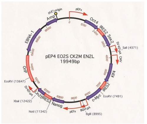 Episomal plasmid used for integration-free reprogramming. Episomal plasmid containing reprogramming factors Oct4, Sox2, Klf4, c-Myc, Nanog, and Lin28 cloned inside replicating EBNA-1 vector were used to reprogram fibroblast into iPSC