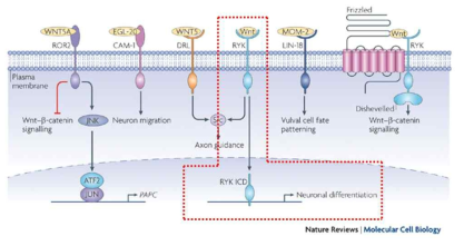 수용체에 따른 Wnt signal transduction(Angers and Moon, 2009, Nat Rev Mol Cell Biol)