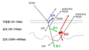 피부에서 빛의 반사 경로