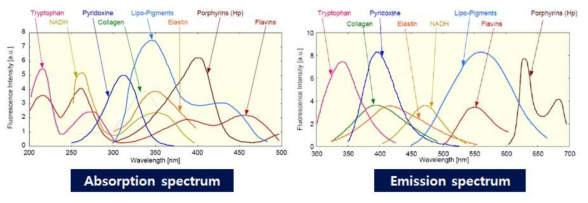 피부 구성성분의 흡수 스펙트럼과 방출 스펙트럼 [Wagnieres98]