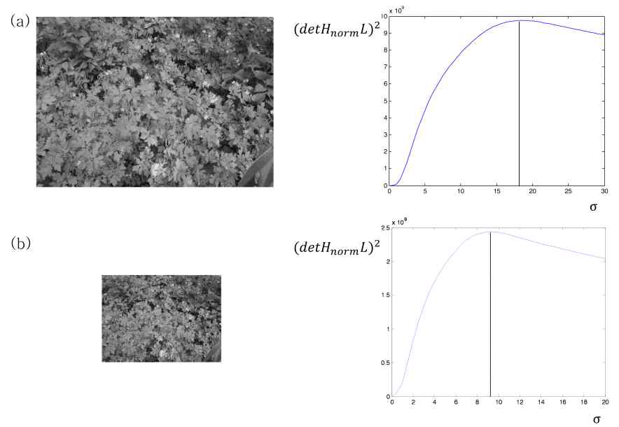 스케일공간분석 (a) 스케일실험원본영상과 (detHnormL)2 연산 결과 (b) x축과 y축으로 1/2씩축소한영상과 (detHnormL)2 연산결과