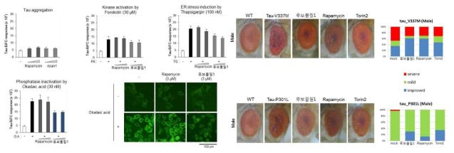 Tau in vitro 및 초파리 taupathy 모델에서 응집단백질 개선효과 검증