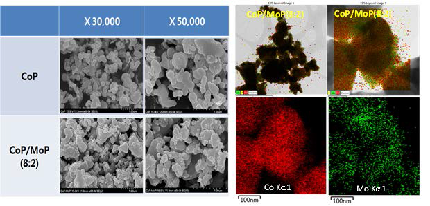 합성된 CoP-MoP 복합체 분말의 SEM 형상 이미지 및 TEM/EDS mapping image