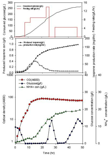 탄소원으로서 포도당, pH 제어제로서 암모니아수를 이용한 이소프렌 5L 배양 결과