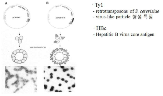 Virus-like particle을 형성을 통한 효소의 구조적 집합체의 구축의 모식도