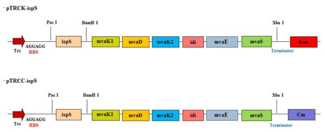 MVA 경로 유전자와 이소프렌 생합성 유전자가 도입된 플라스미드
