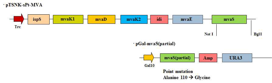 HMG CoA Synthase (mvaS)의 point mutation을 가지는 이소프렌 생산 플라스미드