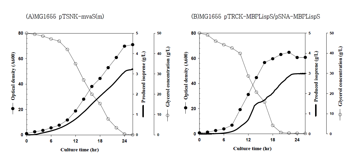 pTSNK-mvaS(m), pTRCK-MBPLispS/pSNA-MBPLispS가 도입된 이소프렌 생산균주의 5L 발효결과