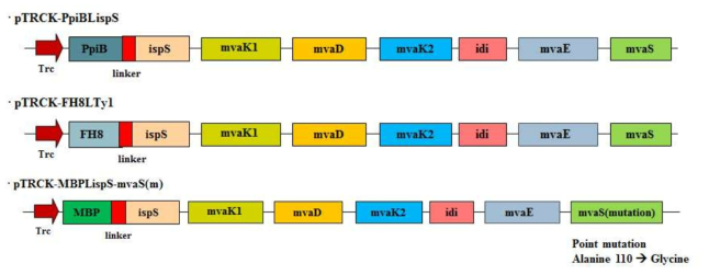 ispS의 재조합 단백질 solubility 증대를 위한 융합발현 플라스미드와 mvaS point mutation 효과를 위한 동시발현 플라스미드 구축 모식도