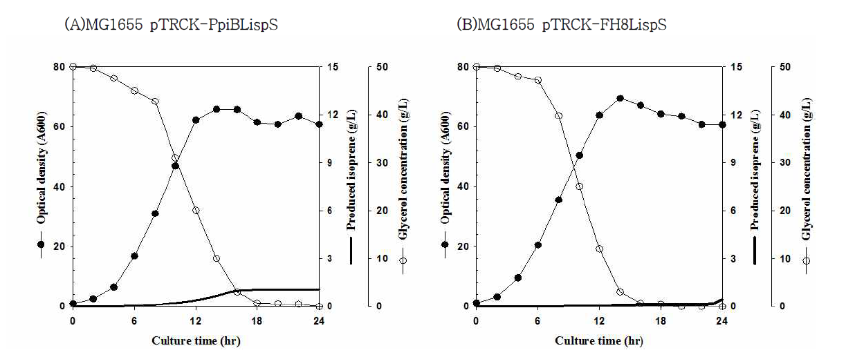 pTRCK-PpiBLispS, pTRCK-FH8LispS가 도입된 이소프렌 생산균주의 5L 발효결과