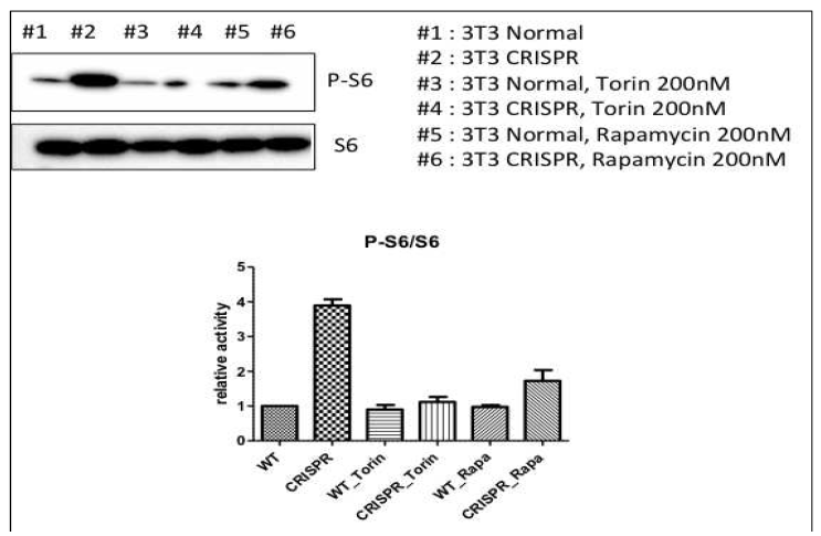 CRISPR/Cas9 system을 이용하여 NIH3T3 cell에 mTOR C1483Y 유전 변이를 도입한 세포에서 mTOR 활성이 증가됨을 보여주는 western blot. mTOR 과활성화는 Torin, rapamycin과 같은 mTOR inhibitor들에 의해 억제됨이 관찰됨