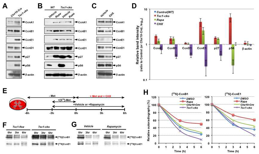 mTORC1 활성 증가와 억제 시 망막 내 cyclin 단백질들의 분해 속도 변화에 따른 양적 변화