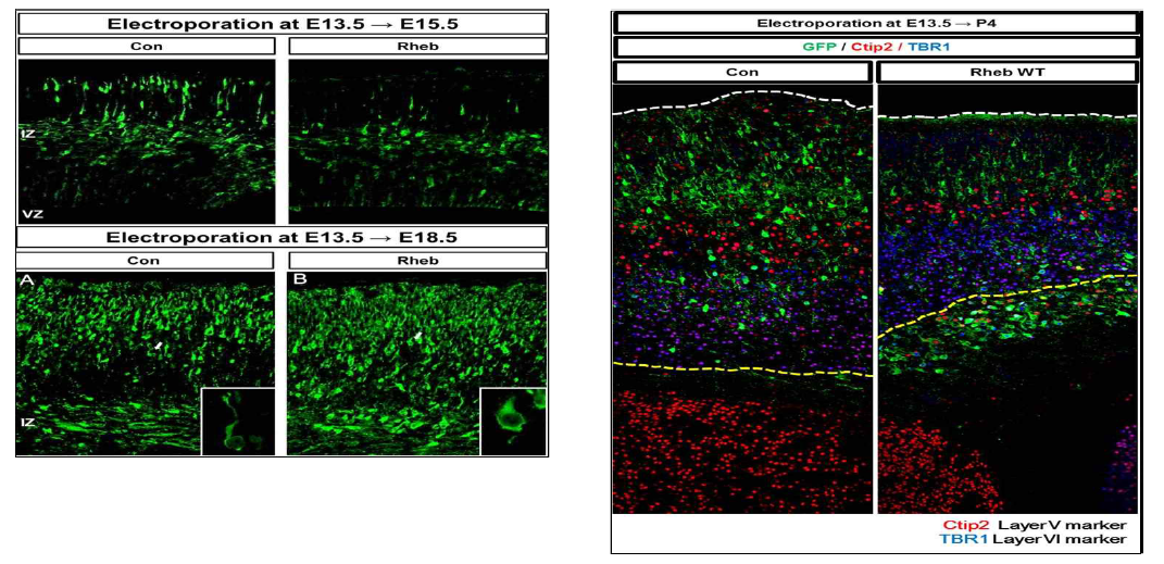 (왼쪽)E13.5시기에 대조군 및 Rheb 유전자를 발현후 E15.5에 확인 (오른쪽)E13.5 시기에 대조군 및 Rheb 유전자를 발현 후 P4에 확인