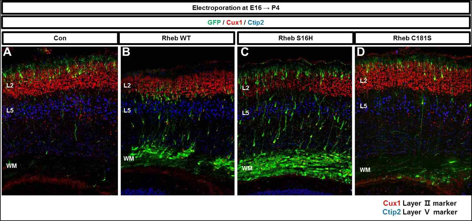 E16 시기에 Rheb 및 돌연변이 유전자를 발현 후 P4에 확인
