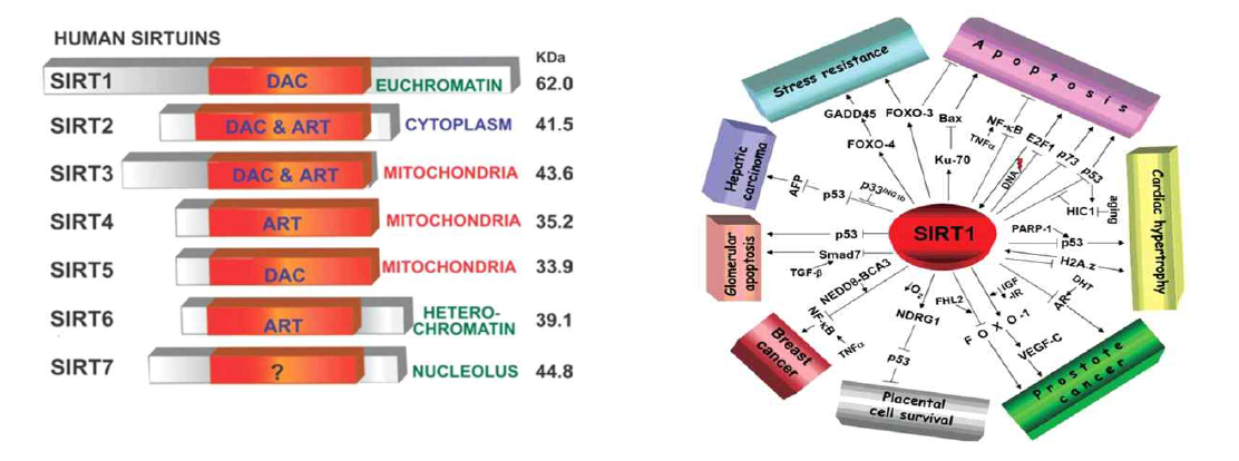 human sirtuin의 구조와 효소 작용(좌) 및 대표적인 sirtuin인 SIRT1의 탈아세틸화 타겟 단백 (우)