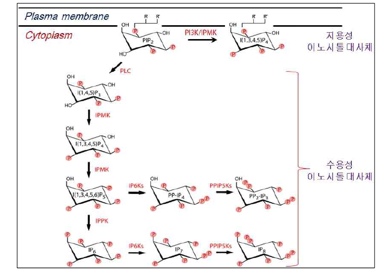 이노시톨 대사체 대사 경로 및 관련효소